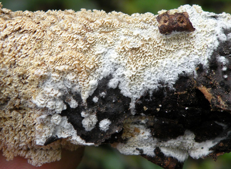 Il solito pasticcione....(Schizopora paradoxa)
